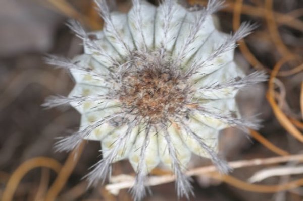 uebelmanniapectinifera3.jpg