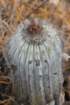 uebelmanniapectinifera4_small.jpg
