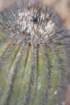 uebelmanniapectinifera_small.jpg
