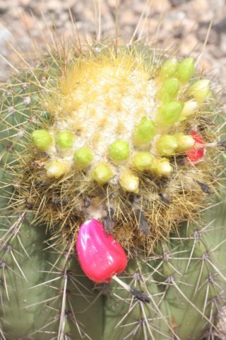 coleocephalocereusaurea.jpg