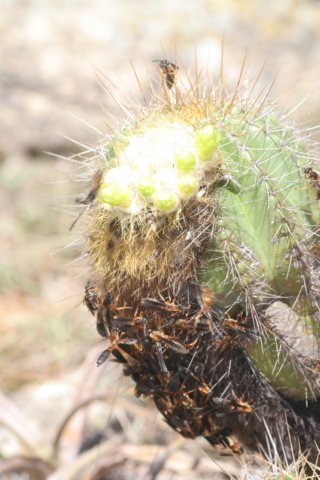 coleocephalocereusaurea3.jpg