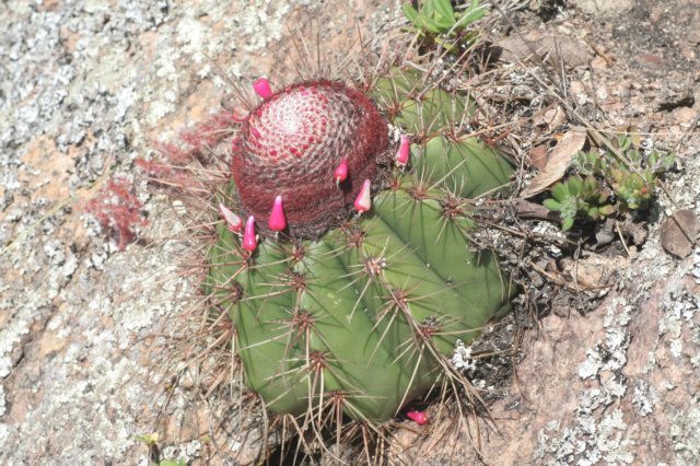 melocactusbahiensisvaramethystinus2.jpg