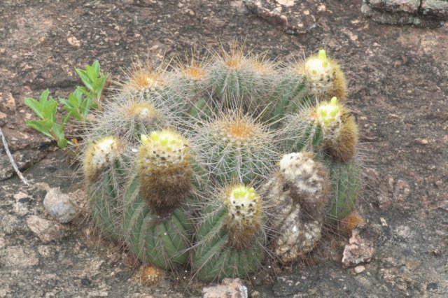 coleocephalocereusaurea.jpg