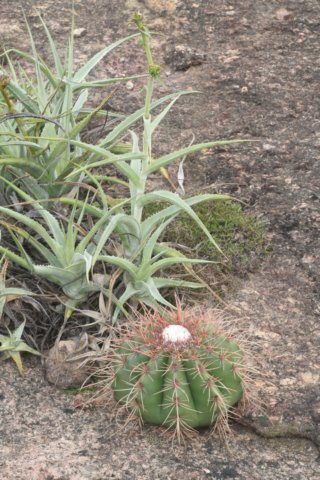 melocactusernestii.jpg