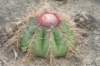 melocactusernestii2_small.jpg
