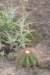 melocactusernestii_small.jpg
