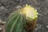 coleocephalocereusaurea_small.jpg