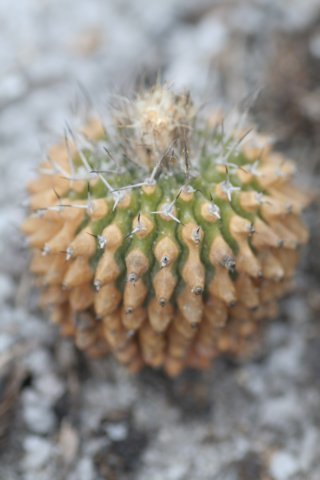 scorcheduebelmanniameninensis.jpg