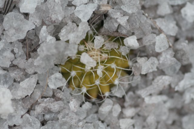 seedlinguebelmanniameninensis.jpg