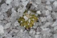 seedlinguebelmanniameninensis_small.jpg