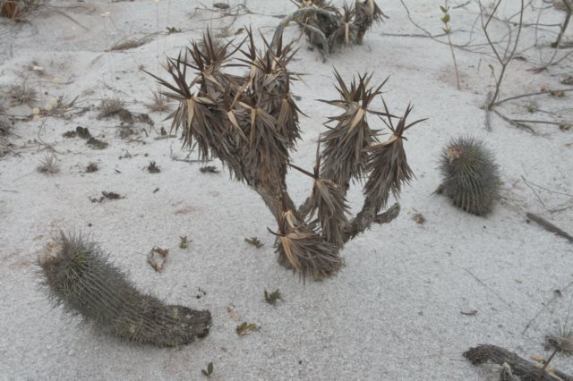 uebelmanniameninensis2.jpg