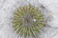uebelmanniameninensis3_small.jpg