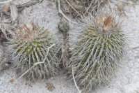 uebelmanniameninensis_small.jpg