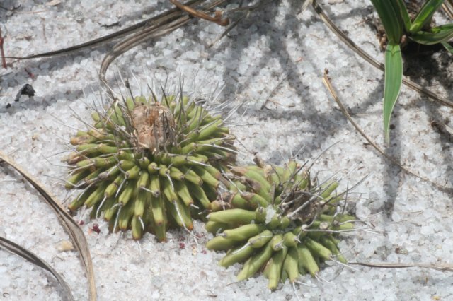uebelmanniameninensis.jpg
