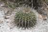 uebelmanniameninensis2_small.jpg