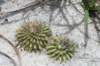 uebelmanniameninensis_small.jpg