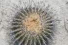 uebelmanniagummifera2_small.jpg
