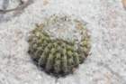 uebelmanniagummifera3_small.jpg