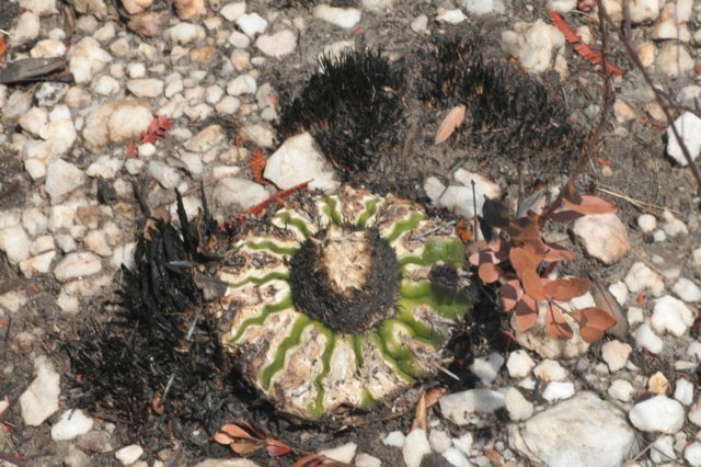 discocactuspugionacanthus.jpg