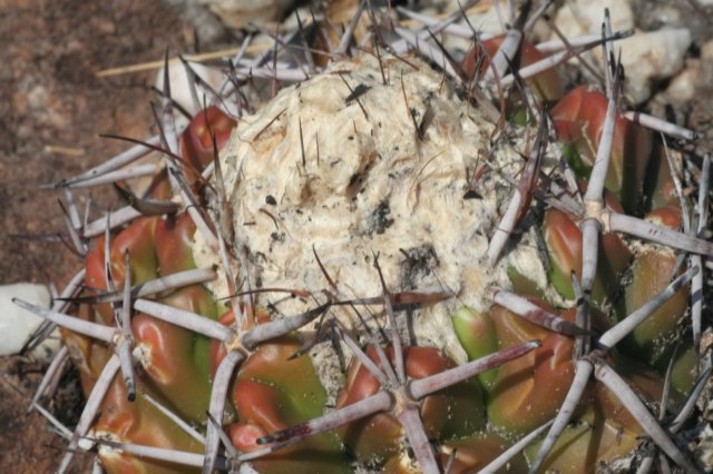 discocactuspugionacanthus4.jpg