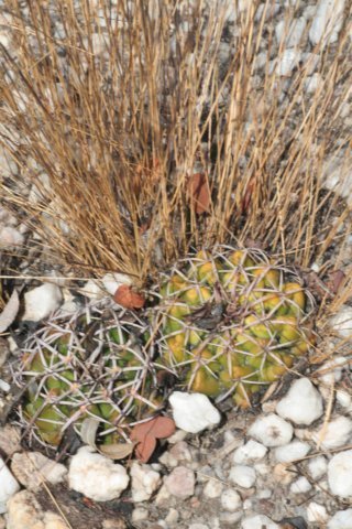 discocactuspugionacanthus5.jpg