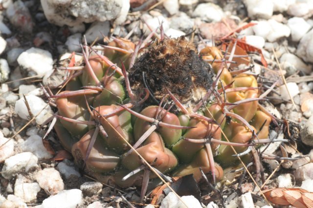 discocactuspugionacanthus7.jpg