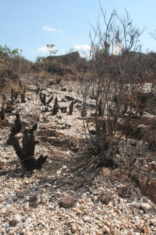habitat.jpg