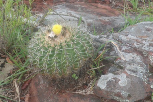 notocactussellowii.jpg