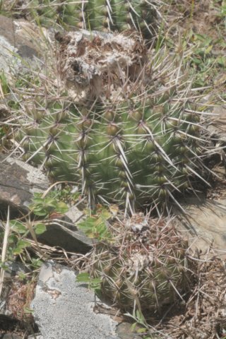 notocactusmammulosus2.jpg