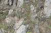 notocactusmammulosus_small.jpg