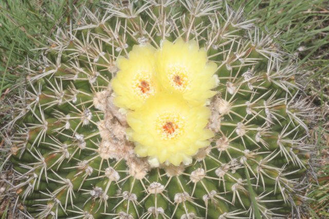 notocactussellowii.jpg