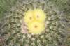 notocactussellowii_small.jpg