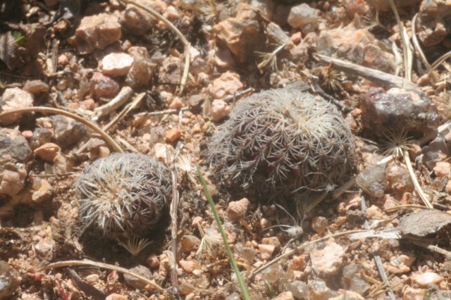 fraileabuenekerivardensispina.jpg