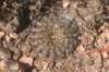 fraileabuenekerivardensispina2_small.jpg