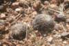 fraileabuenekerivardensispina_small.jpg