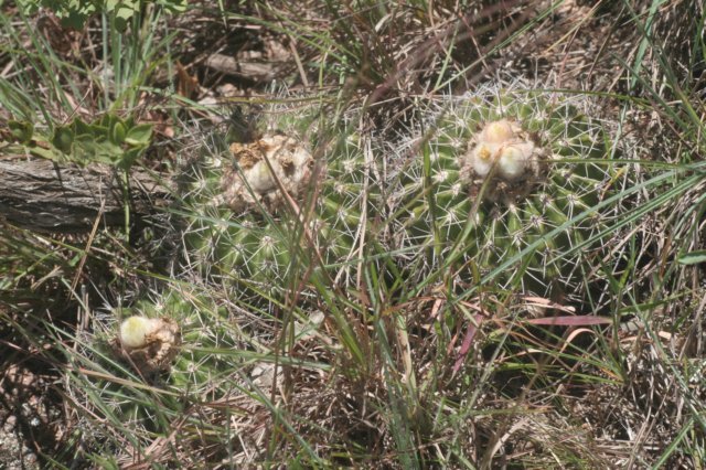 notocactuslangsdorfii.jpg