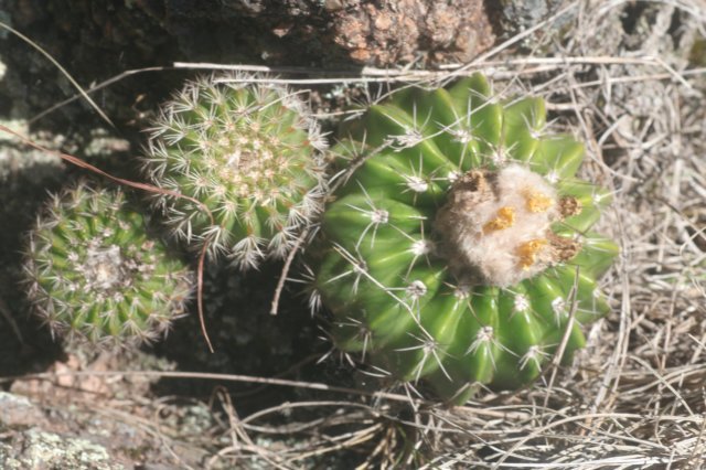 notocactuslangsdorfii2.jpg