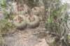 notocactusconcinnus2_small.jpg