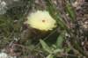 notocactusottonis_small.jpg