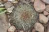 fraileaperumbilicata_small.jpg