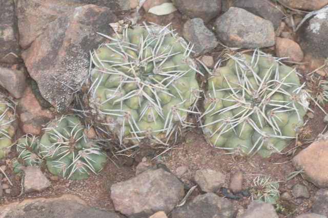 gymnocalyciumuruguayense2.jpg