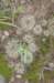 gymnocalyciumuruguayense_small.jpg