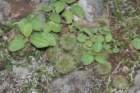 notocactusottonis4_small.jpg