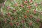 notocactusottonis_small.jpg