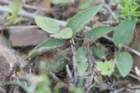 notocactusottonisseedlings_small.jpg