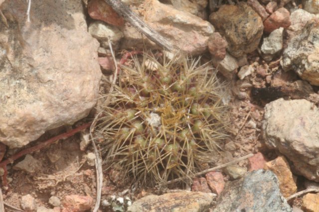 fraileamammifera.jpg