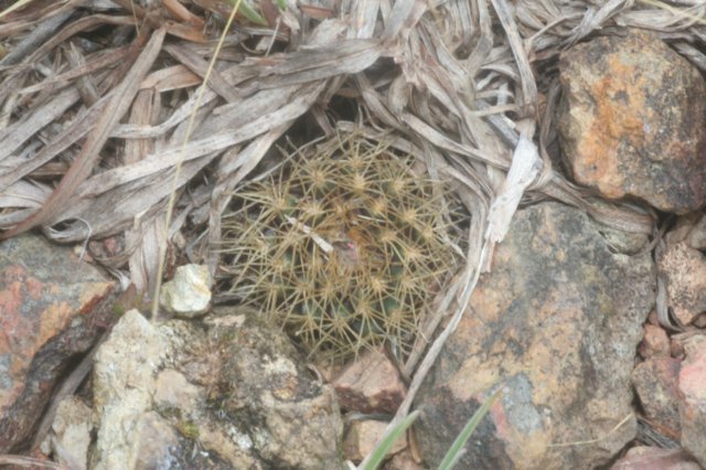 fraileamammifera2.jpg
