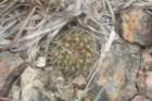 fraileamammifera2_small.jpg