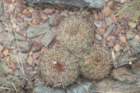 notocactuslinkii2_small.jpg