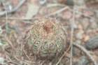 notocactuslinkii_small.jpg